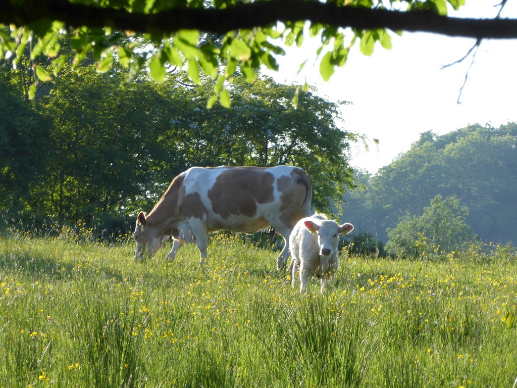 Cows