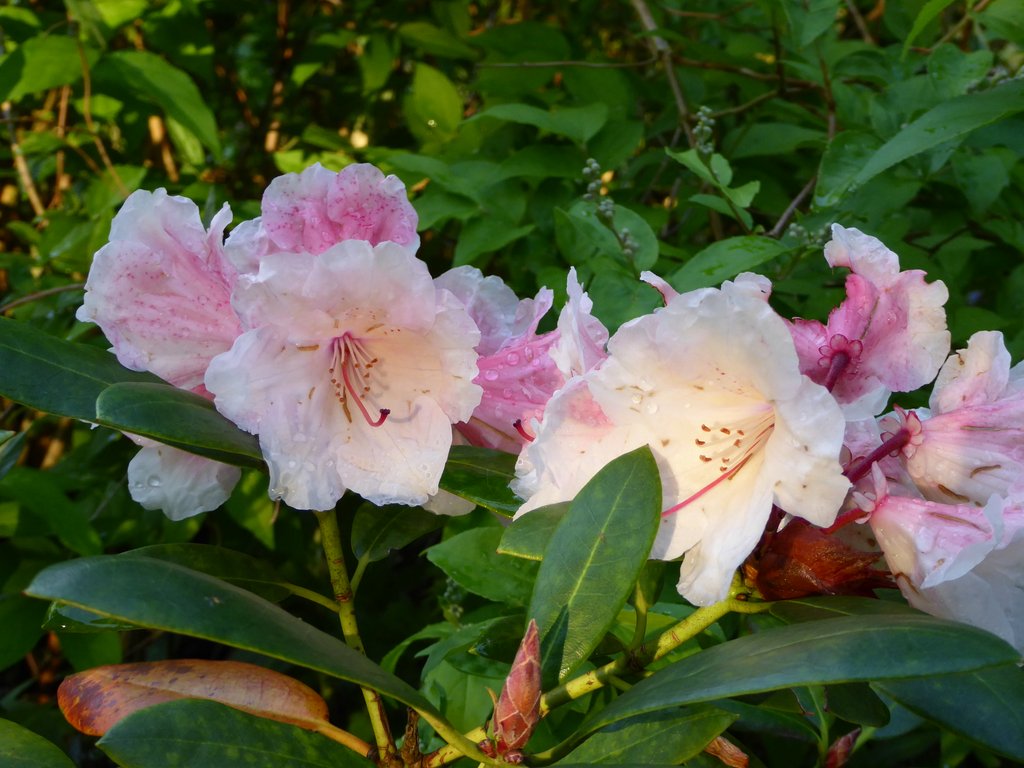 P1000972