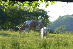 Cows